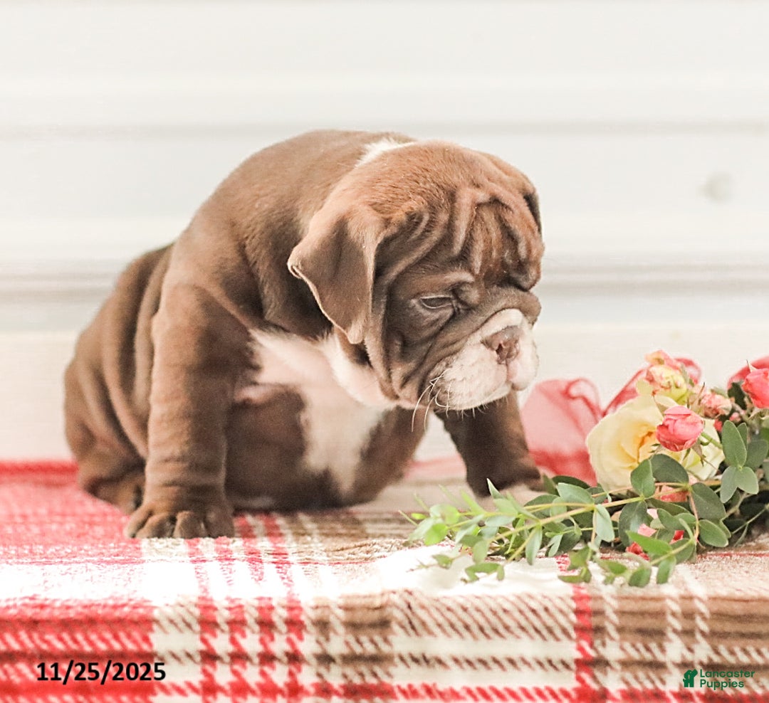 English Bulldog dogs for sale: Rhoda - Ad 18