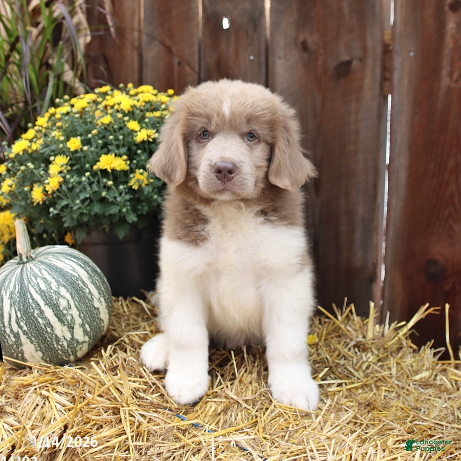Newfoundland dogs Buddy - Ad 1