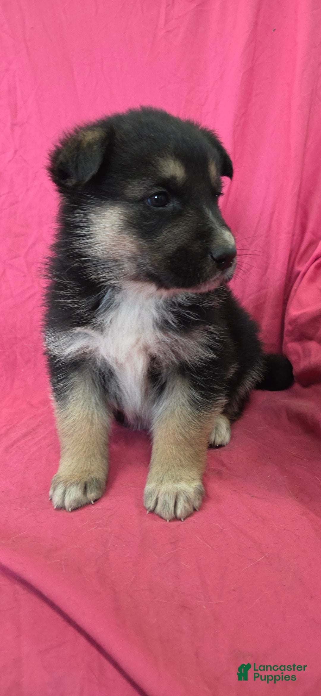 Mixed Breed dogs for sale: Jordan - Ad 4