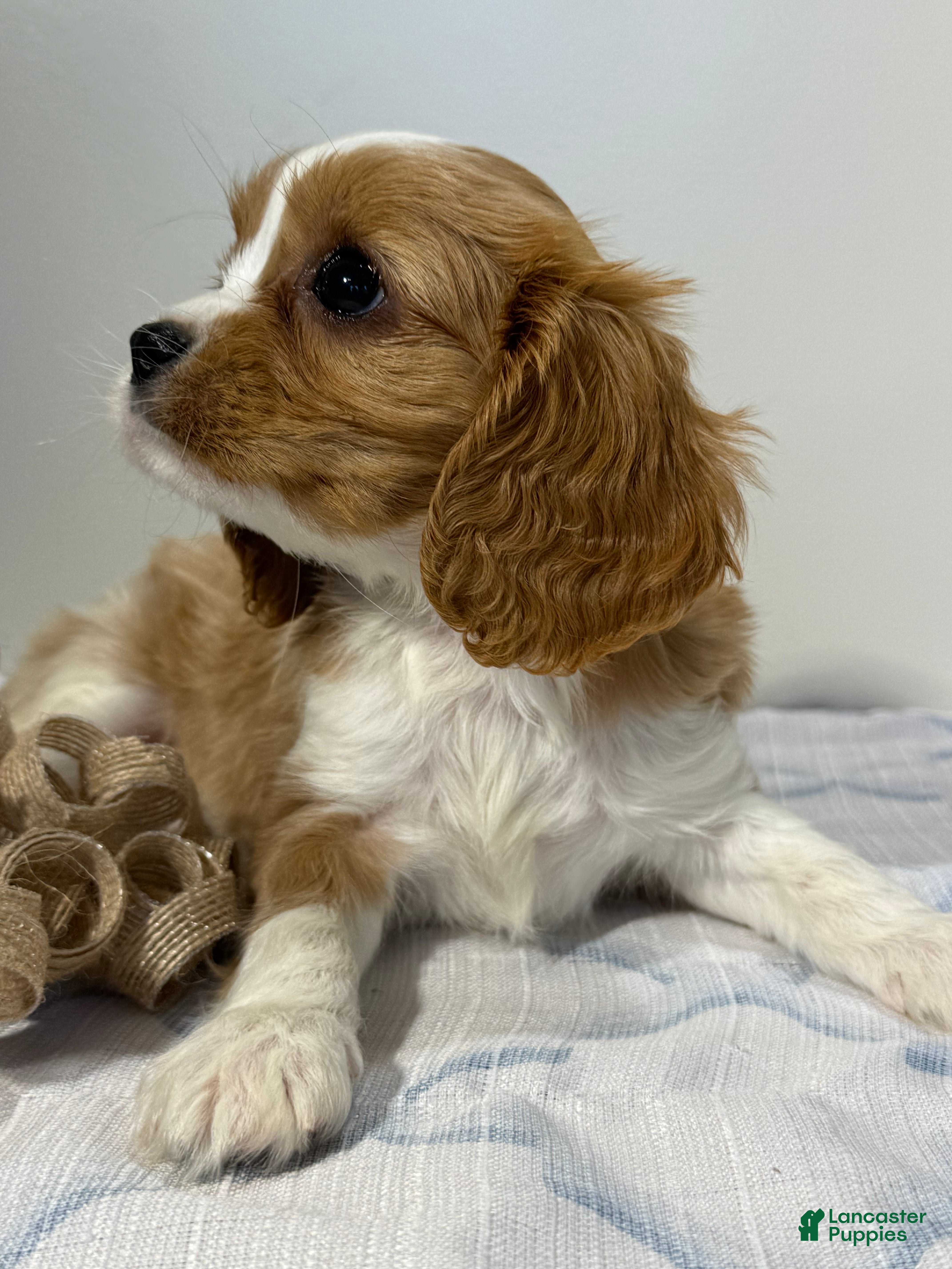 Cavalier King Charles Spaniel dogs Trooper Cavalier King Charles Spaniel  - Ad 2