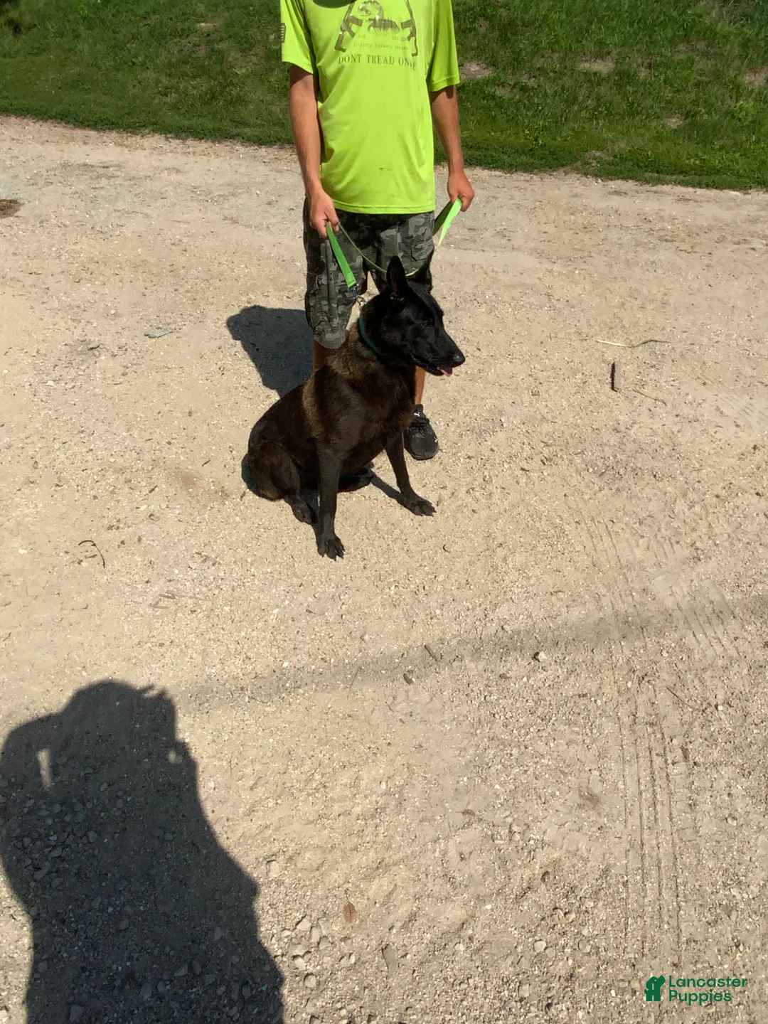 Belgian Malinois dogs for sale: Belgian Malinois Puppy 1 - Ad 2