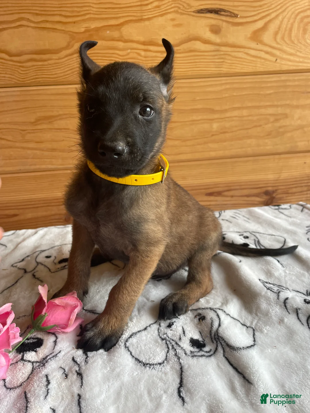 Belgian Malinois dogs for sale: Thor - Ad 4