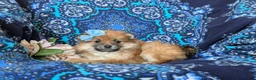 Pomeranian dogs for sale: Jenna - Ad 4