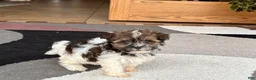 Havanese dogs for sale: Male 2 - Ad 4