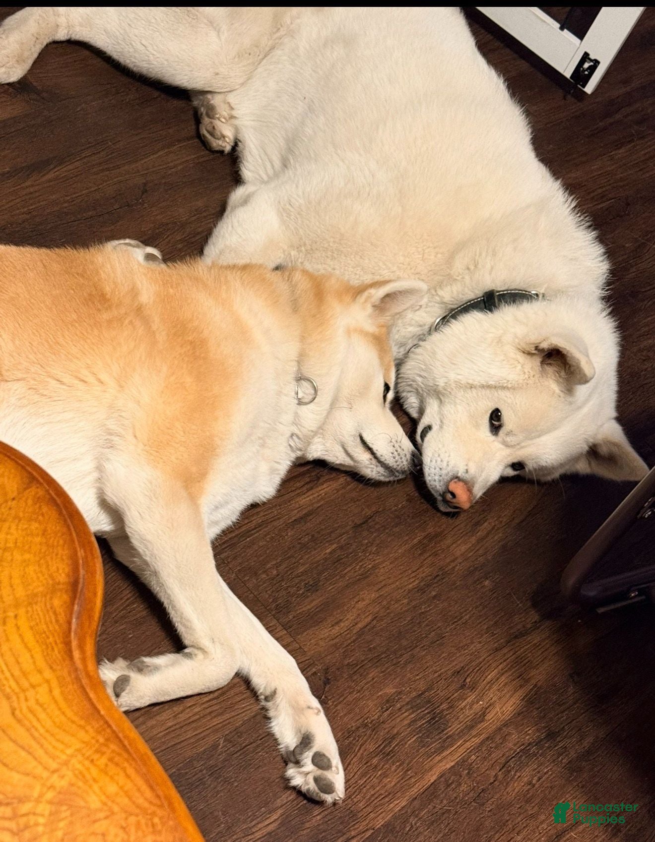 Akita dogs Aoi - Ad 2
