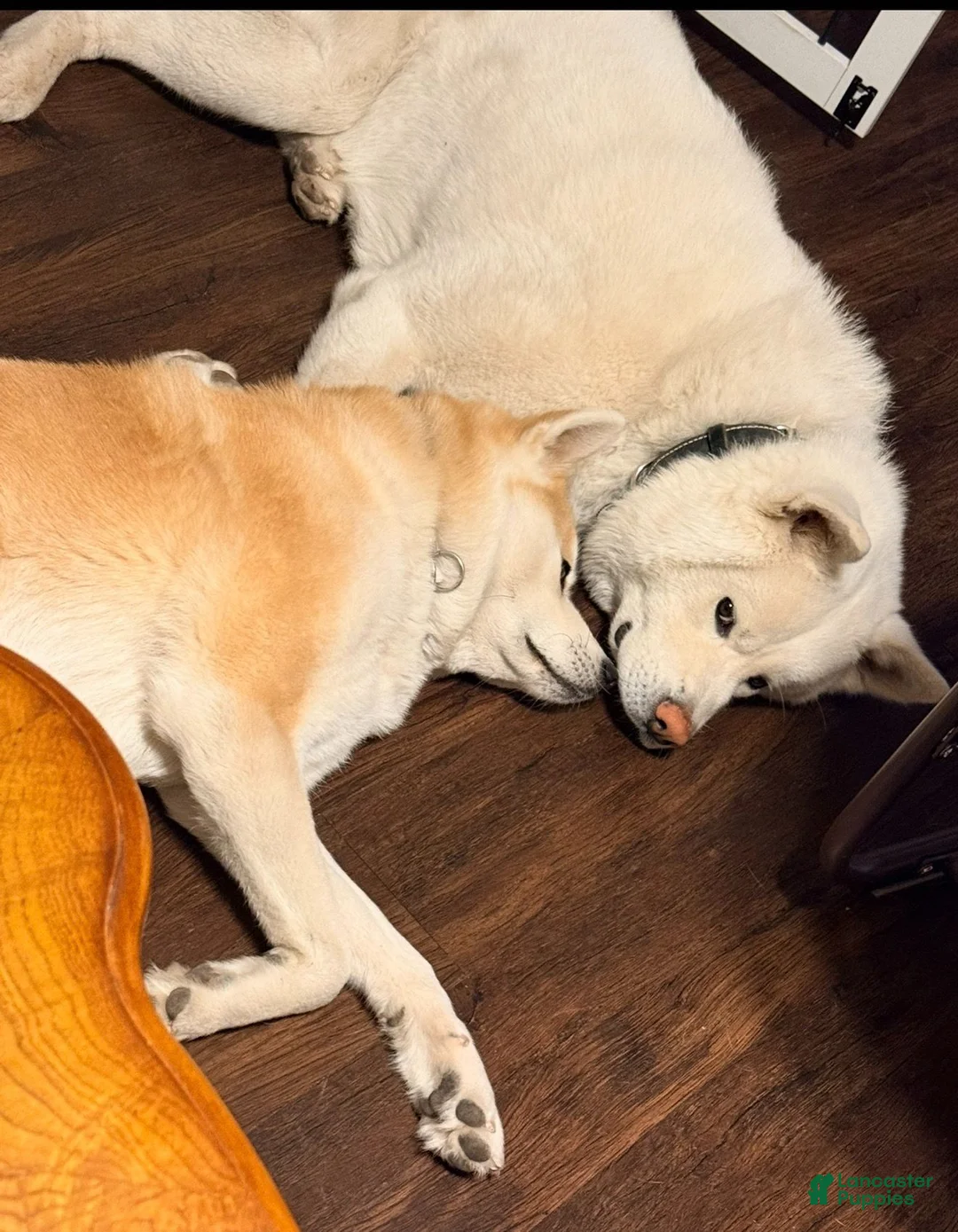 Akita dogs for sale: Aoi - Ad 1