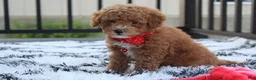 Bichpoo dogs for sale: Kirian  - Ad 3