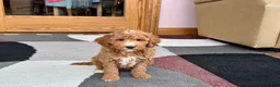 Cockapoo dogs for sale: Tim - Ad 6