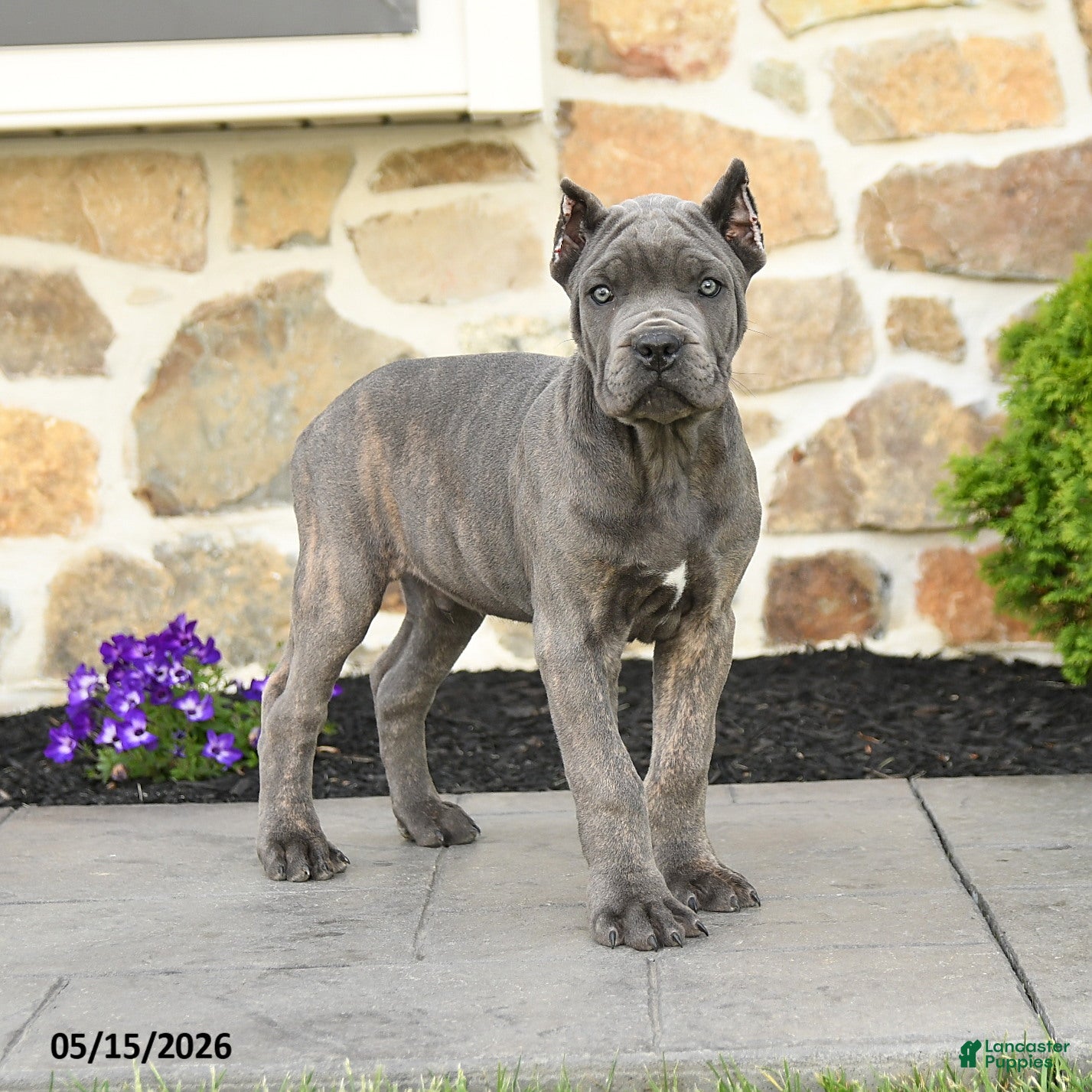 Cane Corso dogs Hector - Ad 1