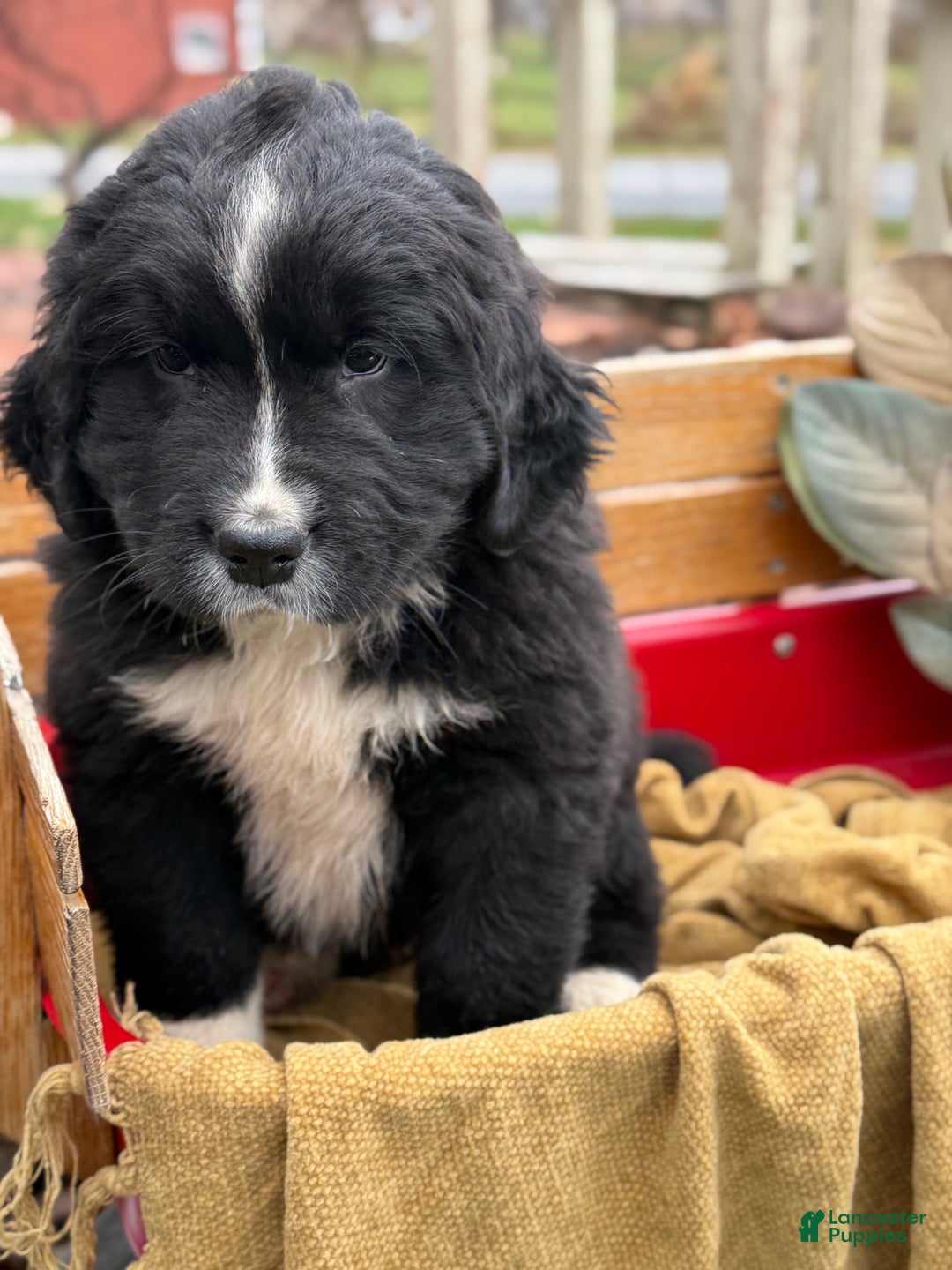 Mixed Breed dogs for sale: Whiskey - Ad 9