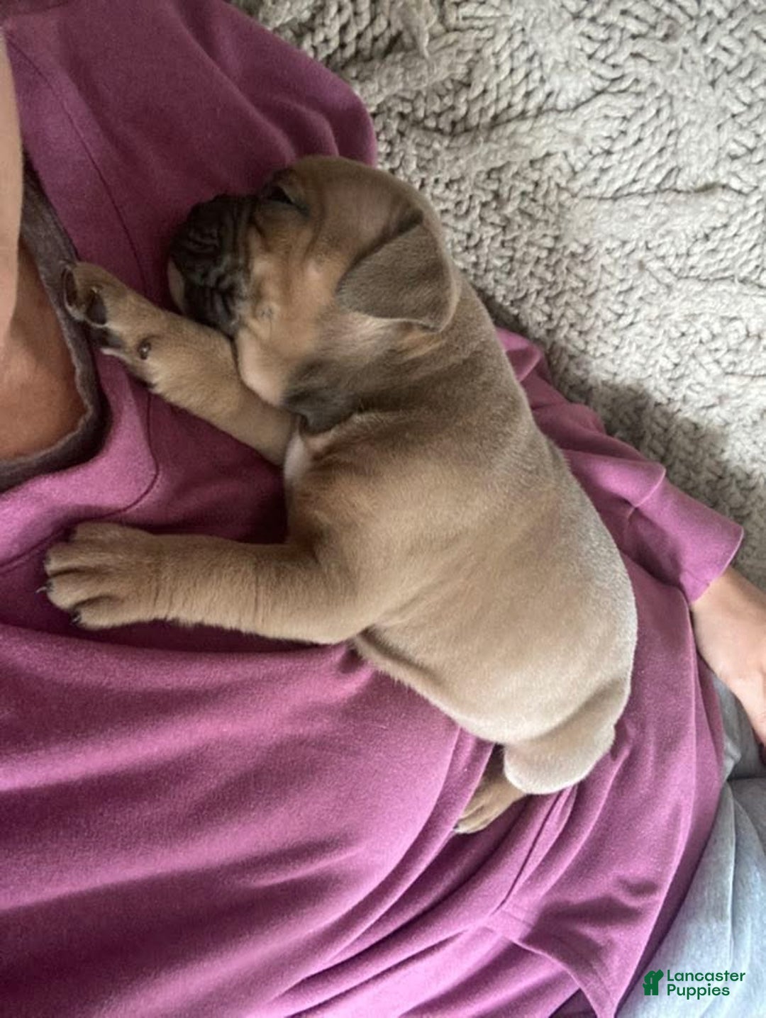 Olde English Bulldogge dogs for sale: Olde English Bulldogge Puppy 5 - Ad 4