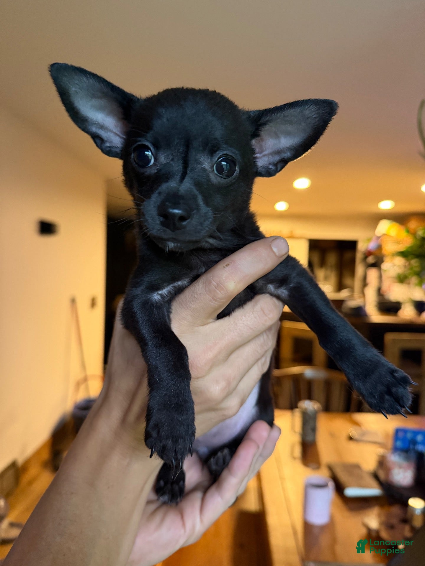 Chihuahua dogs Gizzi - Ad 1