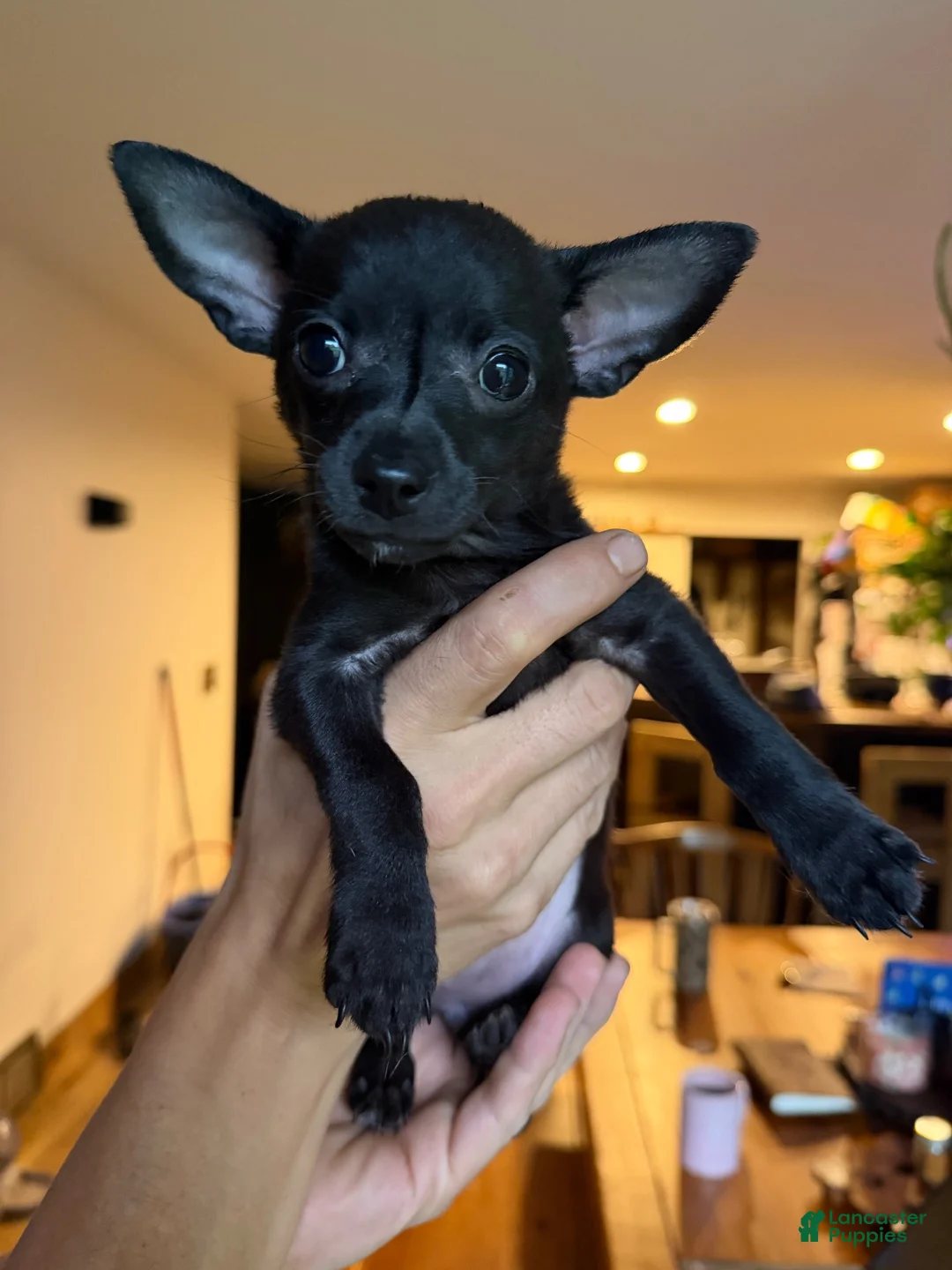 Chihuahua dogs for sale: Gizzi - Ad 1