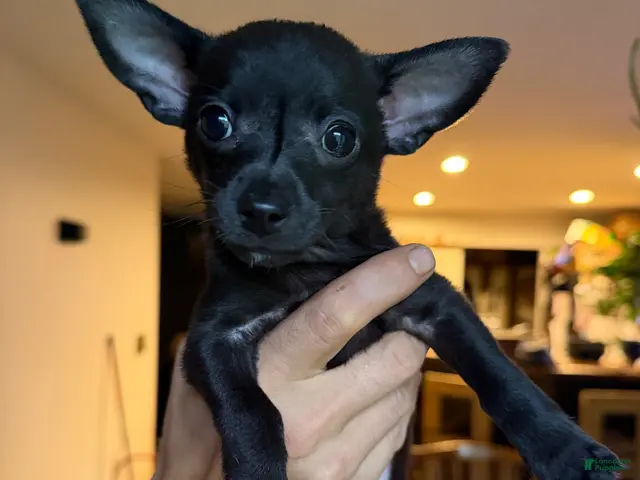 Chihuahua dogs for sale: Gizzi - Ad 1