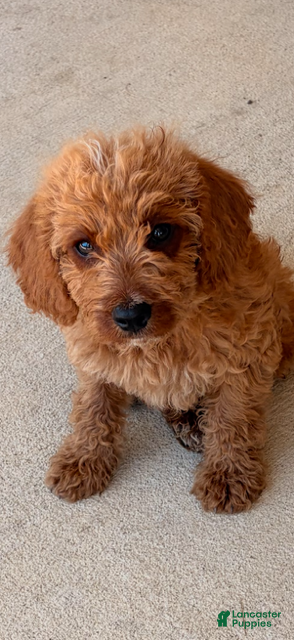 Labradoodle dogs Labradoodle 1 - Ad 1