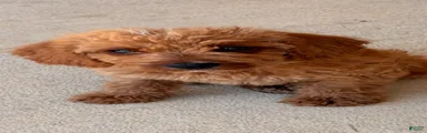 Labradoodle 1