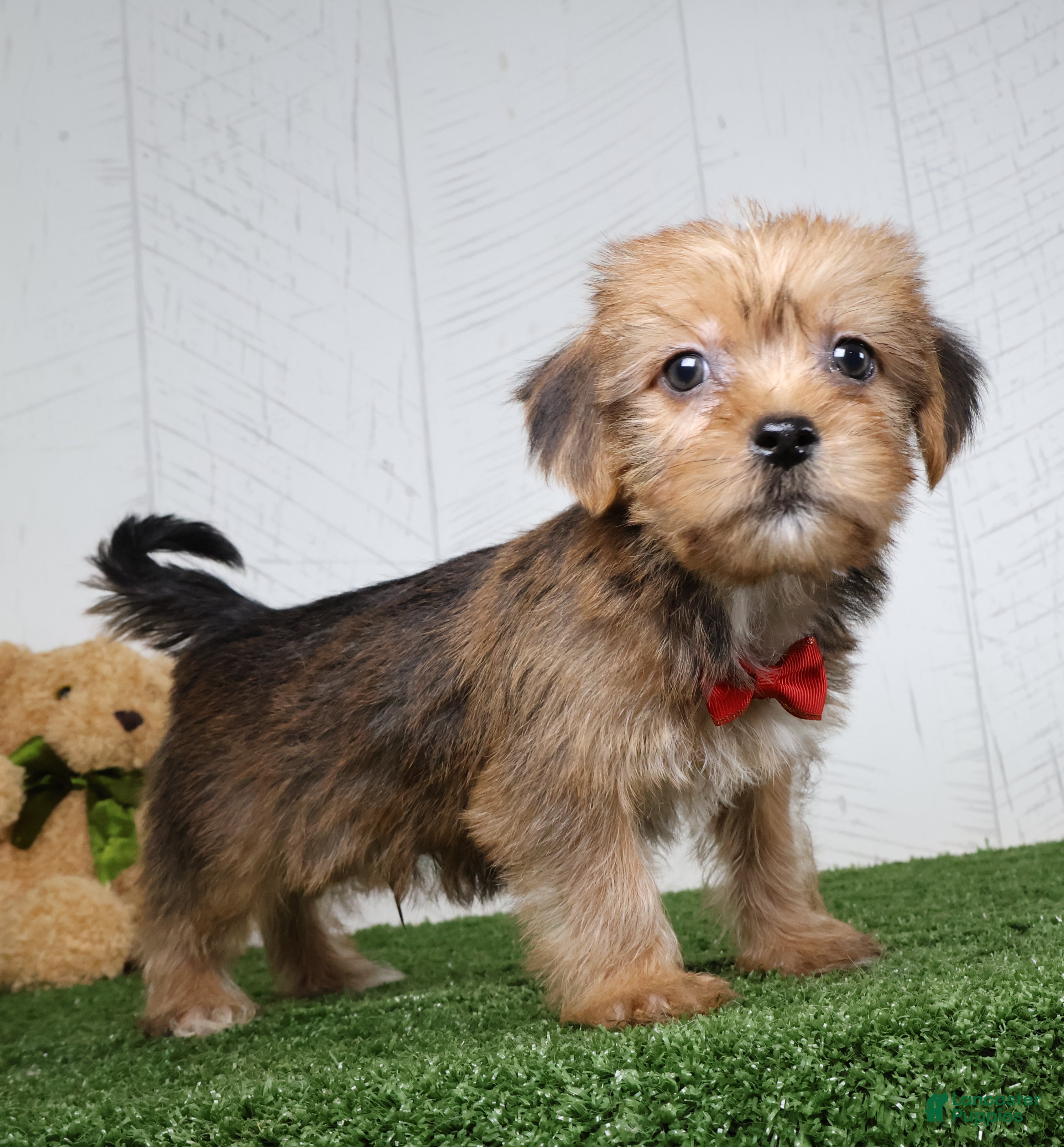 Shorkie dogs Drew - Ad 1