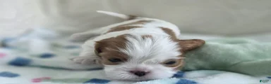 Ben