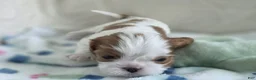 Cavalier King Charles Spaniel dogs for sale: Ben - Ad 1