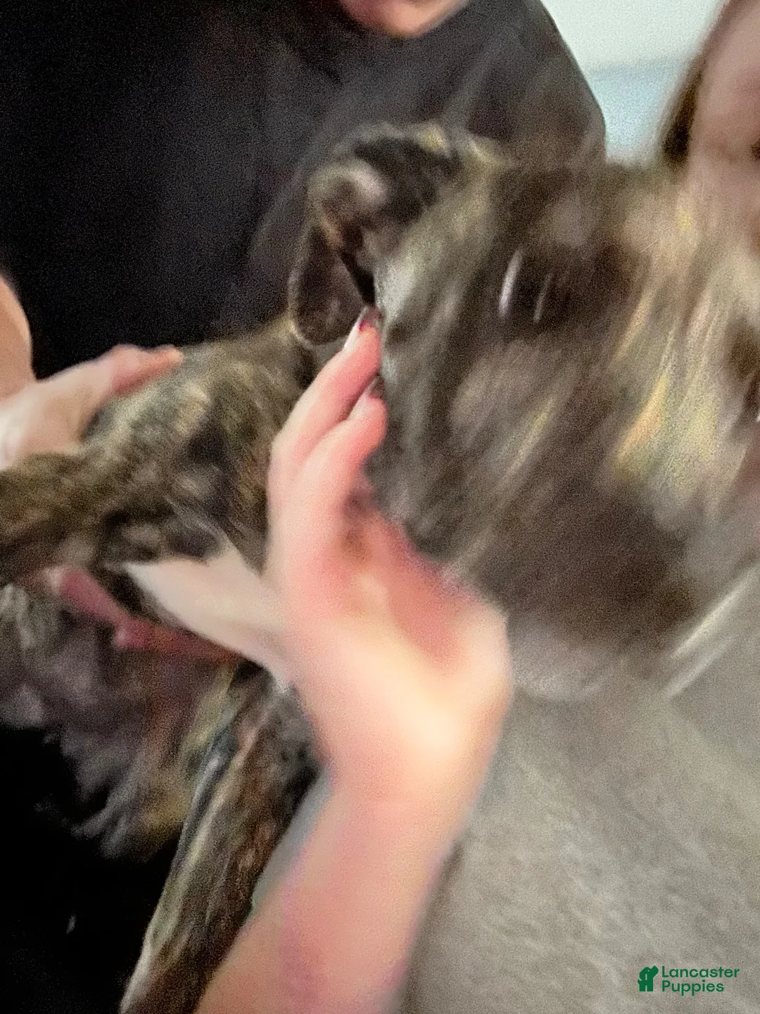 Mixed Breed dogs for sale: Lexis - Ad 2