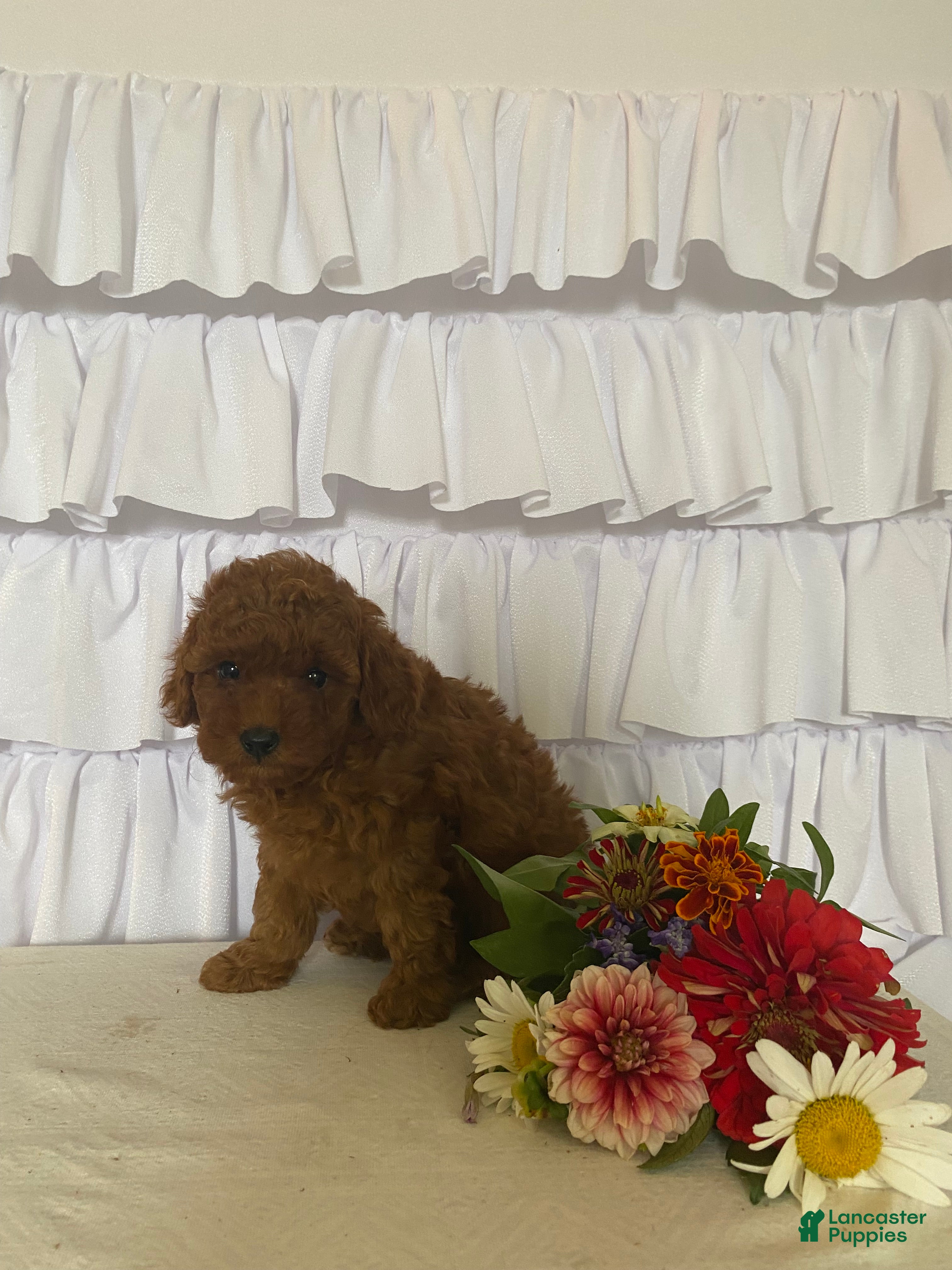 Miniature Poodle dogs Joy - Ad 2