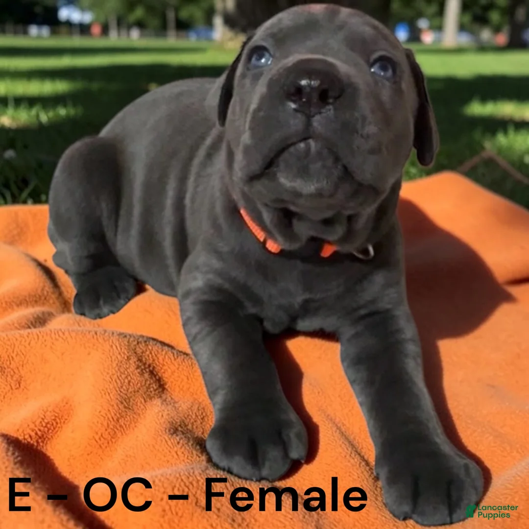 Cane Corso dogs for sale: Cane Corso Orange - Ad 2