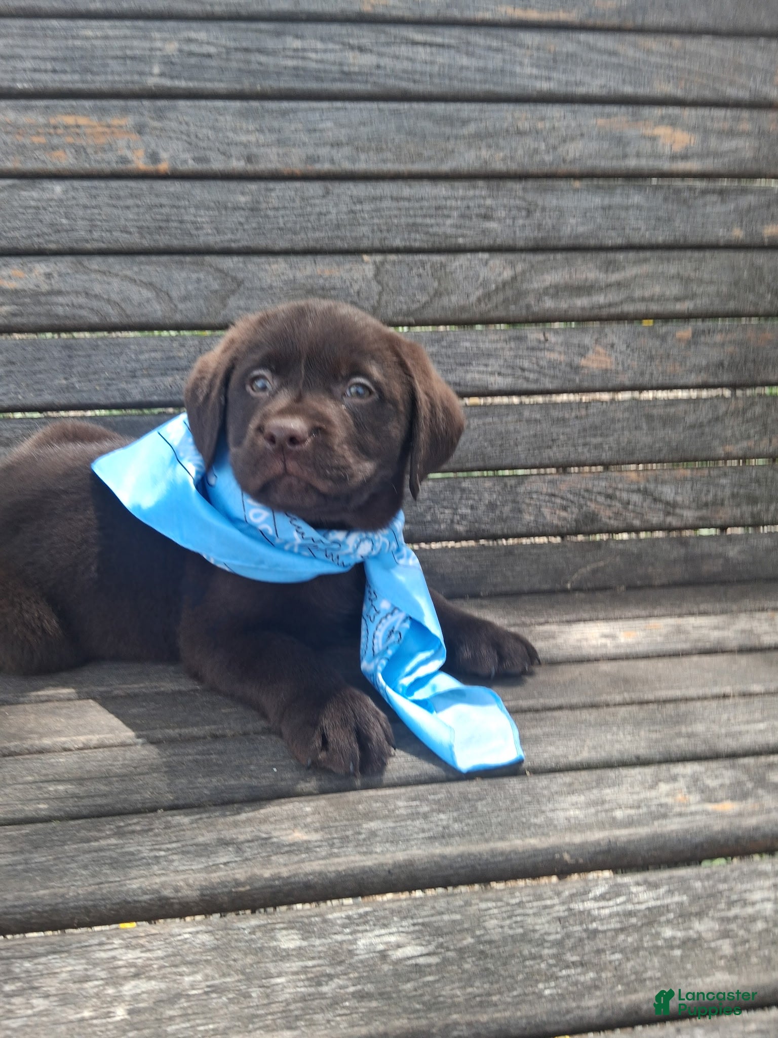 Labrador Retriever dogs Bluey - Ad 2