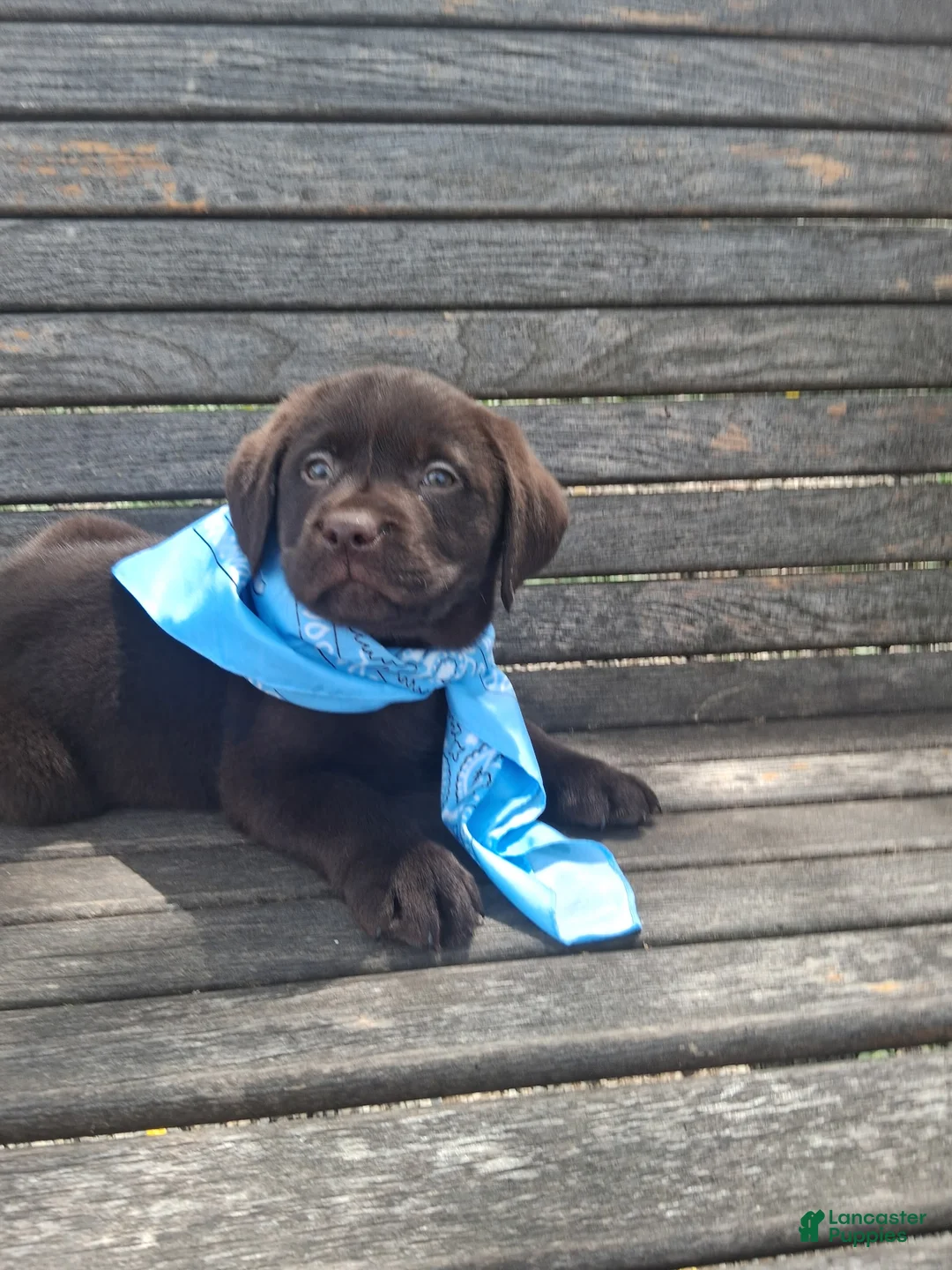 Labrador Retriever dogs for sale: Bluey - Ad 2