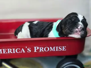 English Springer Spaniel dogs Everest - Ad 22