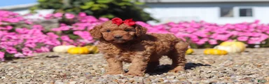 Poppy