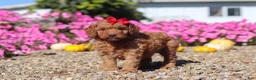 Mini Goldendoodle dogs for sale: Poppy - Ad 1