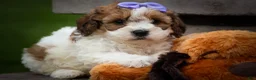 Cavachon dogs for sale: Hallie🎀 - Ad 5
