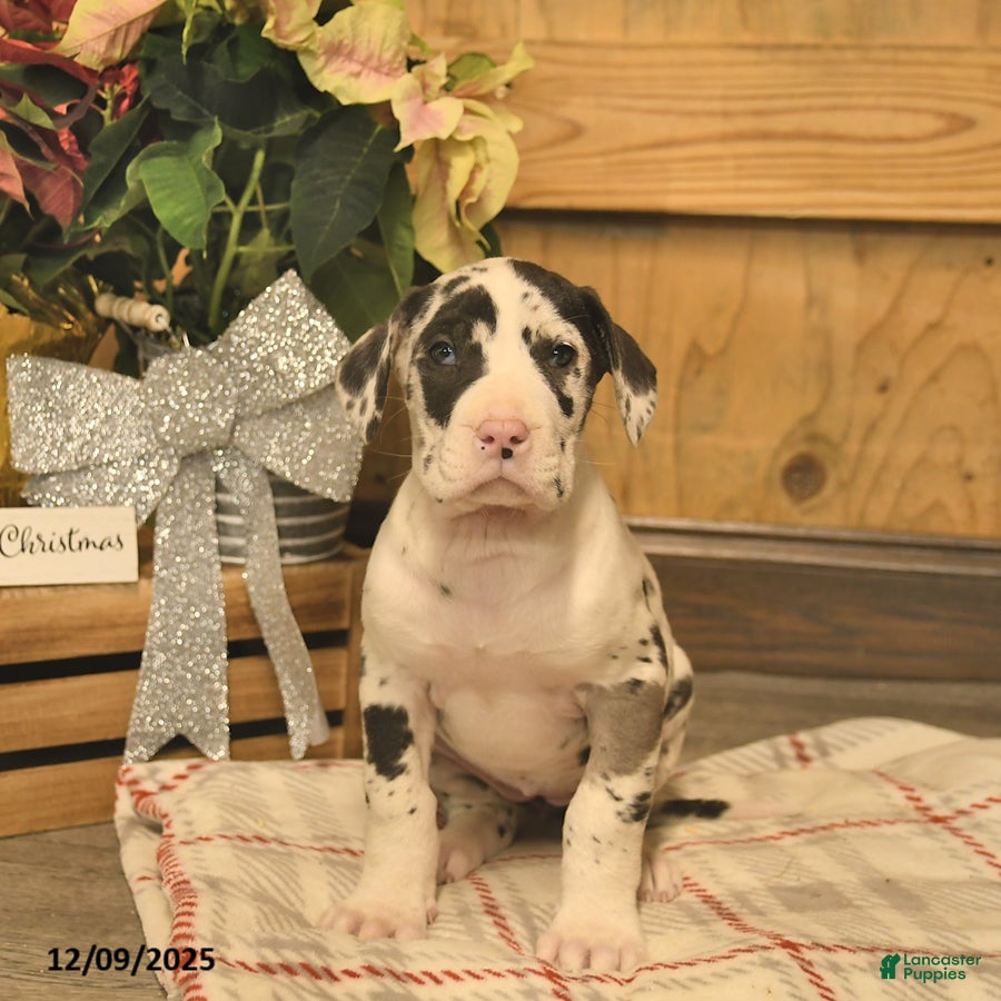 Great Dane dogs Angel  - Ad 9