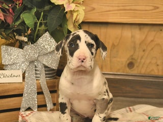 Great Dane dogs Angel - Ad 25