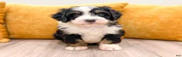Mini Bernedoodle dogs for sale: Buddy - Ad 8