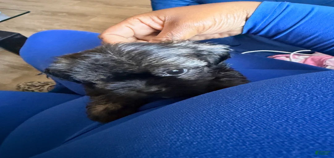 Gallery Image {{count}}