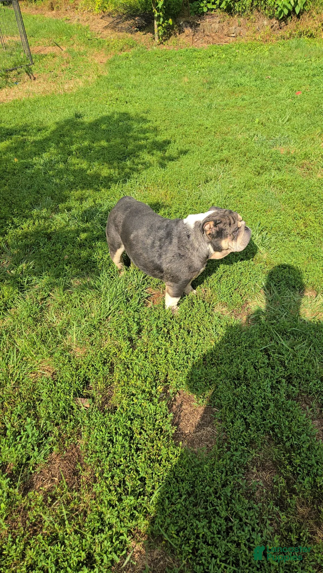 English Bulldog dogs for sale: English Bulldog 1 - Ad 1
