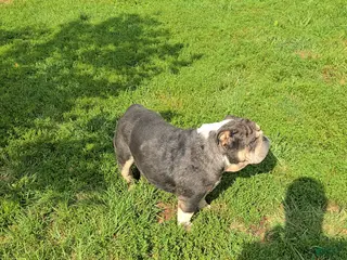 English Bulldog dogs English Bulldog 1 - Ad 5