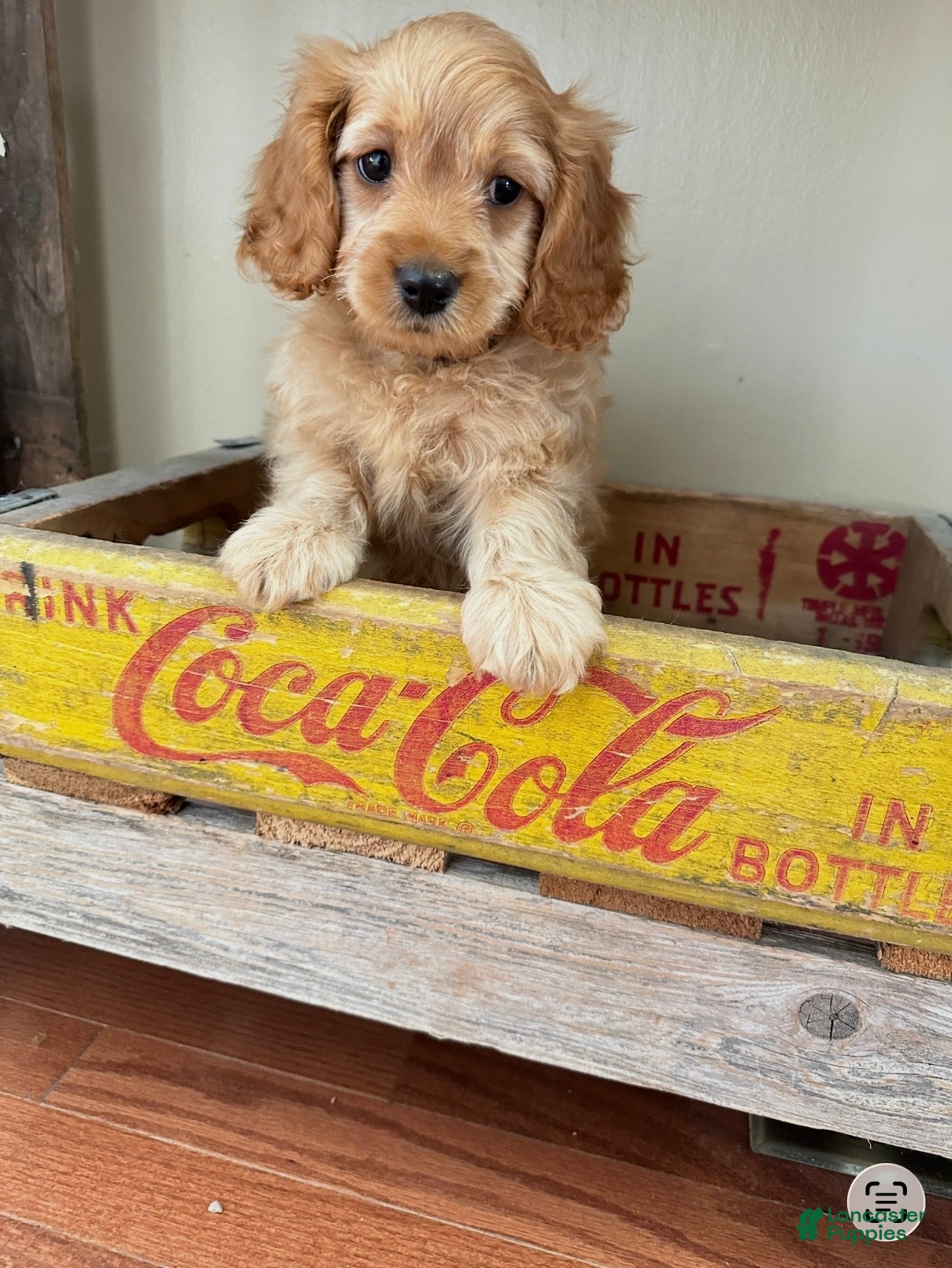 Cavapoo dogs Cavapoo 2 - Ad 1