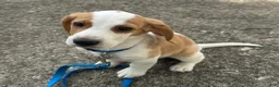 Beagle dogs for sale: Otis - Ad 4