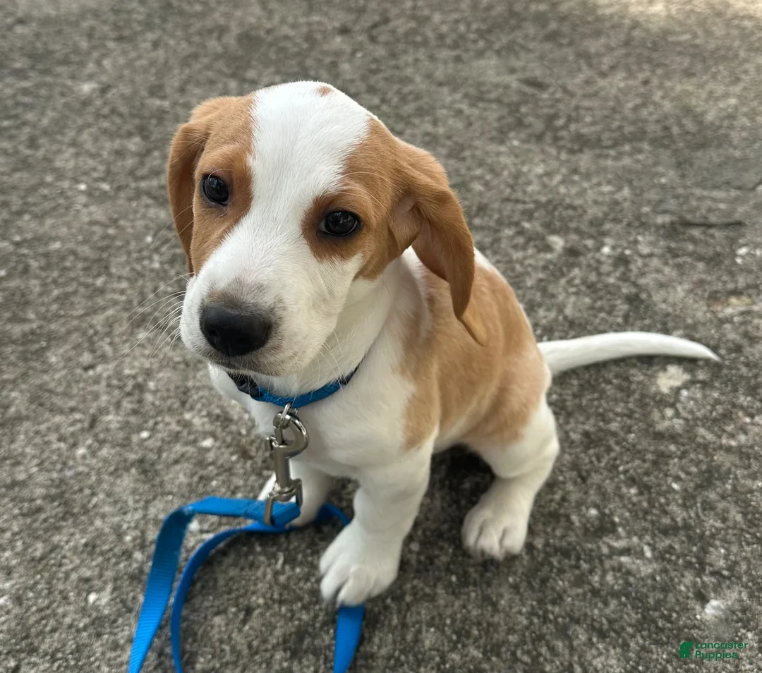 Beagle dogs for sale: Otis - Ad 4