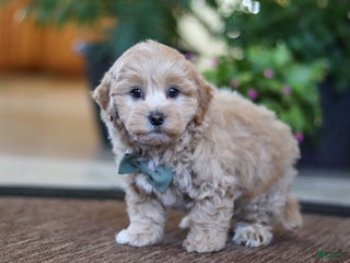 Maltipoo dogs Kenny - Ad 30