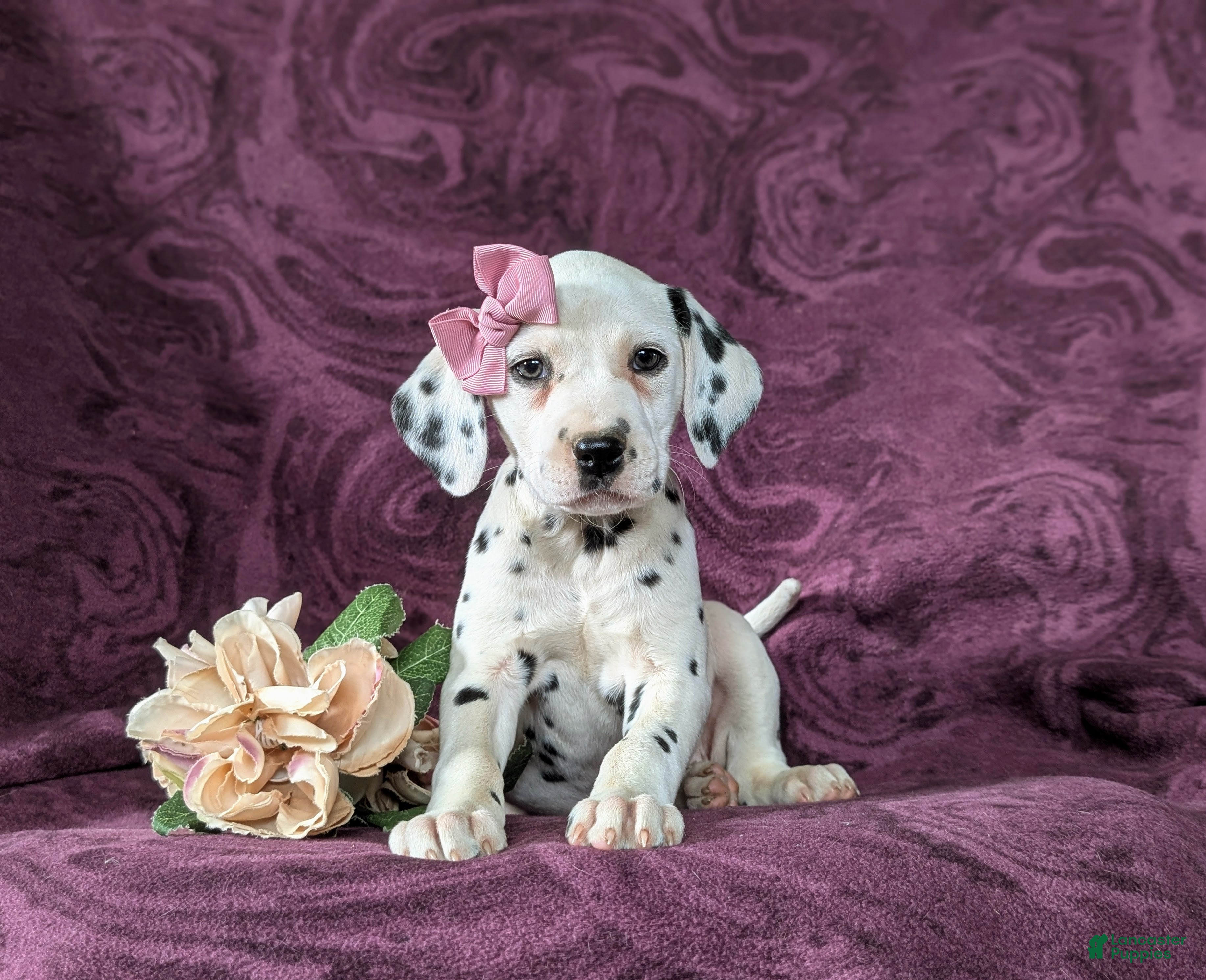 Dalmatian dogs Kiersten - Ad 2