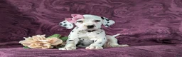 Dalmatian dogs for sale: Kiersten - Ad 2