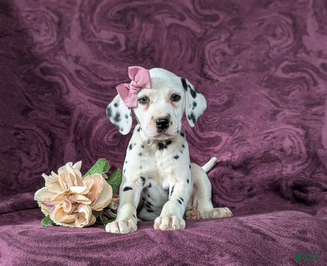 Dalmatian dogs for sale: Kiersten - Ad 2