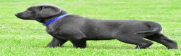 Labrador Retriever dogs for sale: Reno - Ad 4
