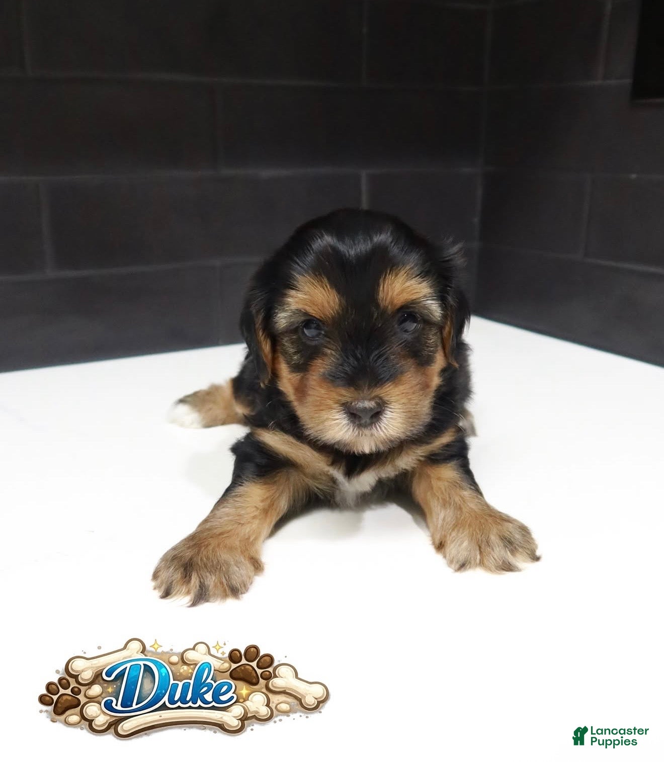 Shorkie dogs Shorkie 4 (Purple Collar) - Ad 26