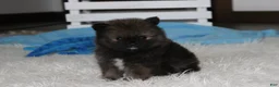Pomeranian dogs for sale: Buttons  - Ad 10