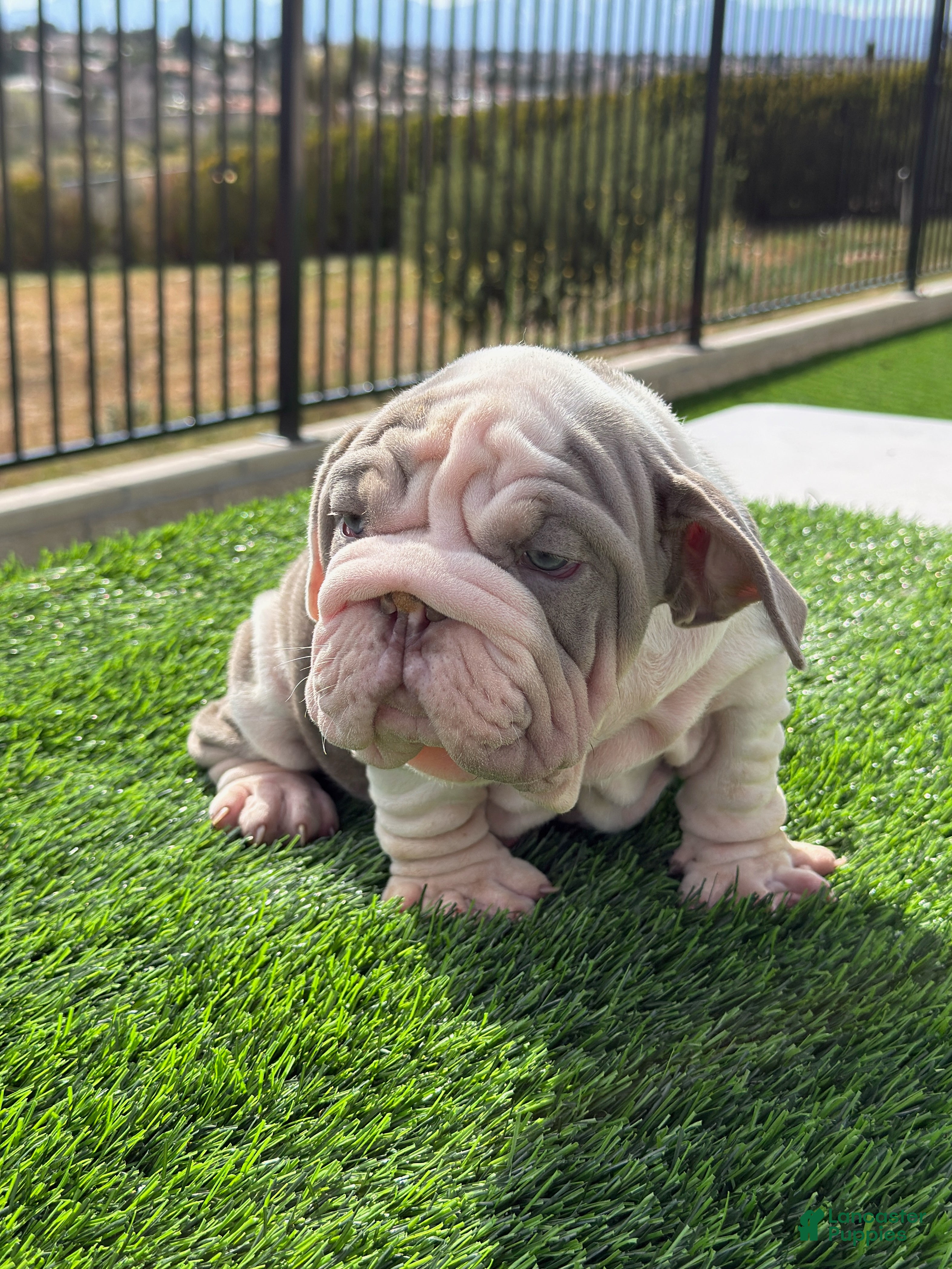 English Bulldog dogs English Bulldog Puppy 1 - Ad 7