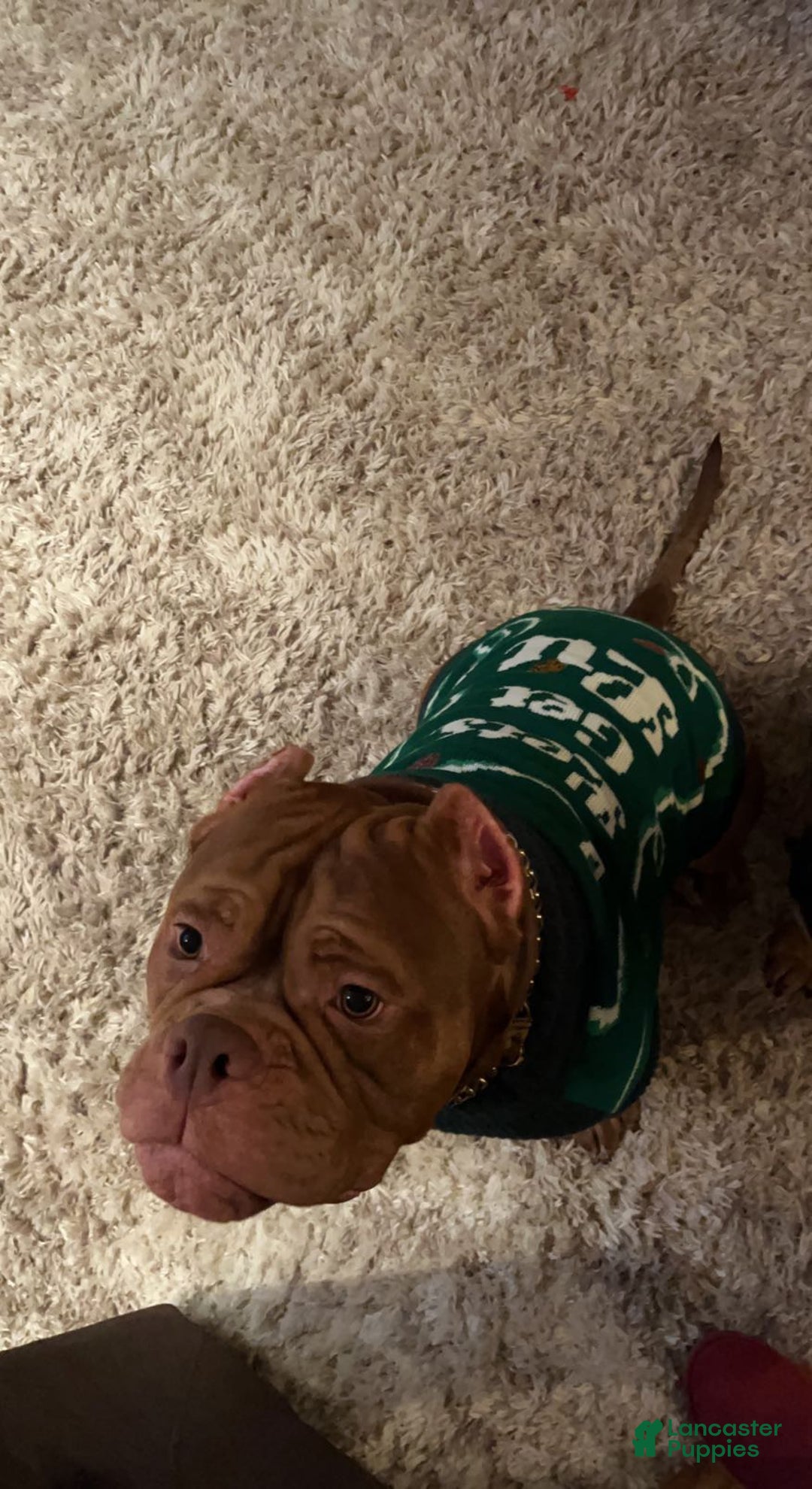 American Bully dogs for stud: Bubbee  - Ad 4